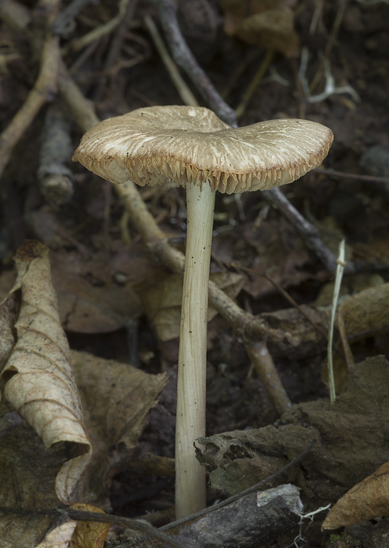 Pluteus diettrichii